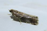 Acrobasis suavella