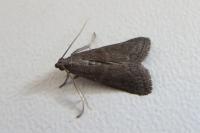 Assara conicolella