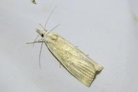 Calamotropha paludella