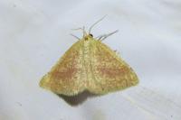 Aplasta ononaria