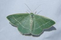 Chlorissa viridata