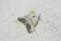 Nola infantula