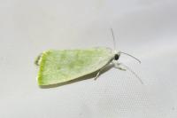 Earias vernana