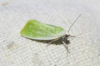 Earias clorana