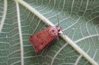 Agrotis trux