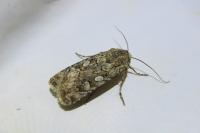 Euxoa nigrofusca/tritici