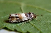 Lobesia artemisiana/bicinctana
