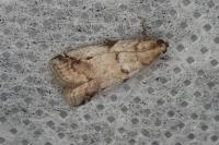 Acrobasis fallouella/glaucella
