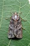 Acronicta rumicis