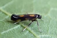 Euspilapteryx auroguttella