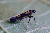 Euspilapteryx auroguttella