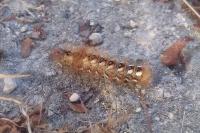 Acronicta rumicis