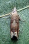 Eucosma conterminana