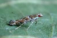 Acrocercops brongniardella