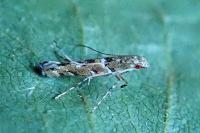Acrocercops brongniardella