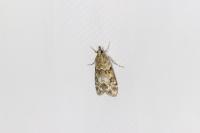 Eudonia mercurella
