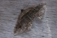Philereme transversata