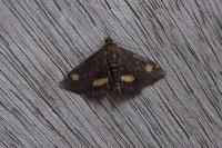 Pyrausta aurata