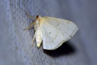 Lomographa bimaculata