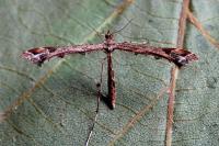 Amblyptilia acanthadactyla
