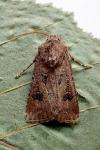 Agrotis bigramma