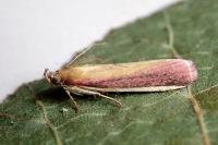Oncocera semirubella