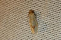 Agapeta hamana