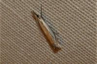 Crambus pascuella