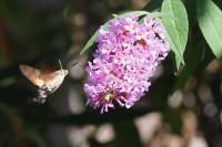 Macroglossum stellatarum