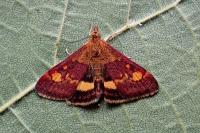 Pyrausta aurata