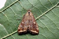 Loxostege sticticalis