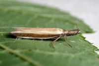 Pleurota aristella