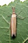 Pleurota aristella