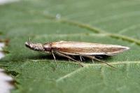 Pleurota aristella