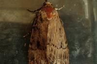 Amphipyra berbera/pyramidea