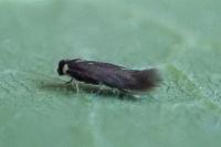 Stigmella