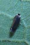 Stigmella
