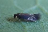 Stigmella