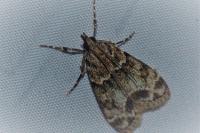 Eudonia mercurella