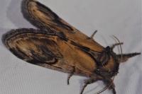 Notodonta ziczac
