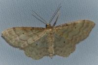 Idaea fuscovenosa