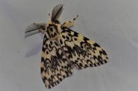 Lymantria monacha