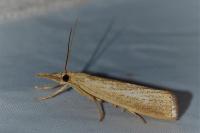 Agriphila straminella