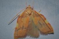 Carcina quercana