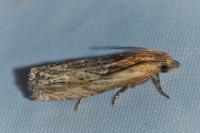 Eucosma cana