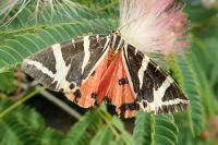 Euplagia quadripunctaria