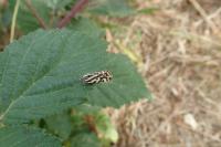 Emmelia trabealis