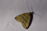 Herminia grisealis