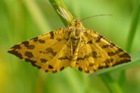 Pseudopanthera macularia