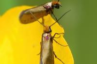 Micropterix calthella